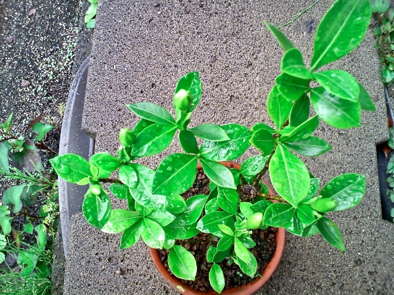 クチナシの蕾 そして開花 盆栽便り クチナシの蕾 そして開花 盆栽便り