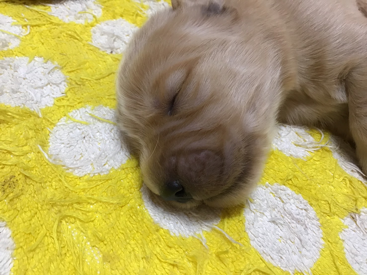 生後8日目_b0275998_17114383.jpeg