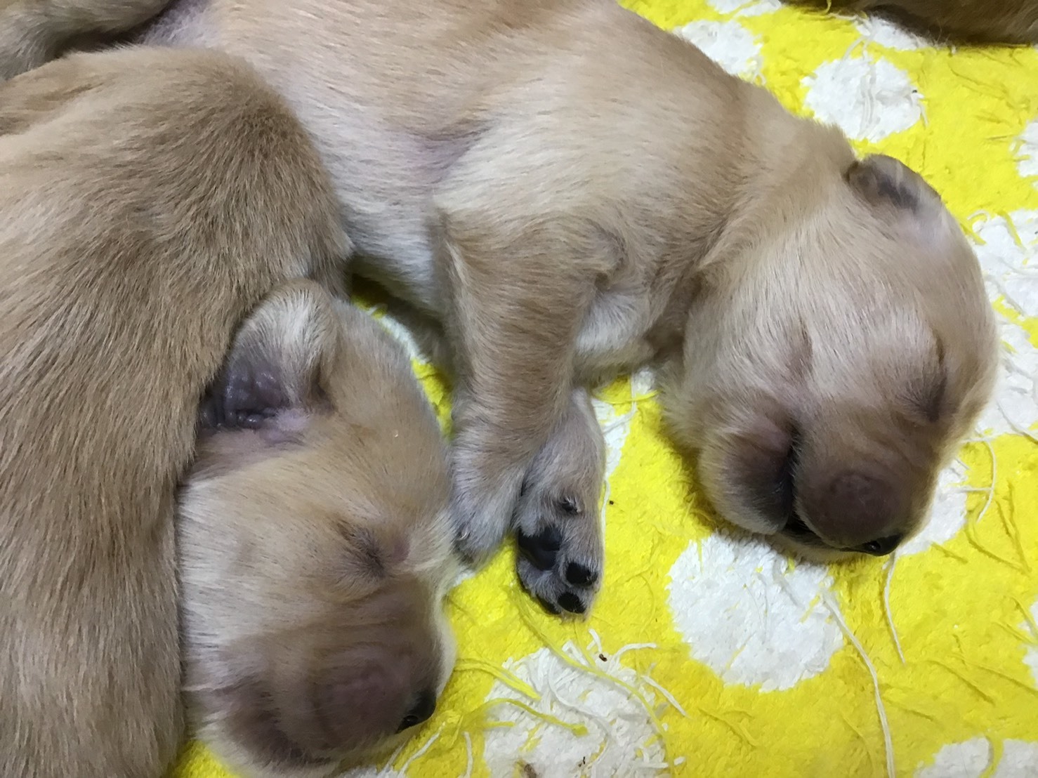 生後8日目_b0275998_17115671.jpeg