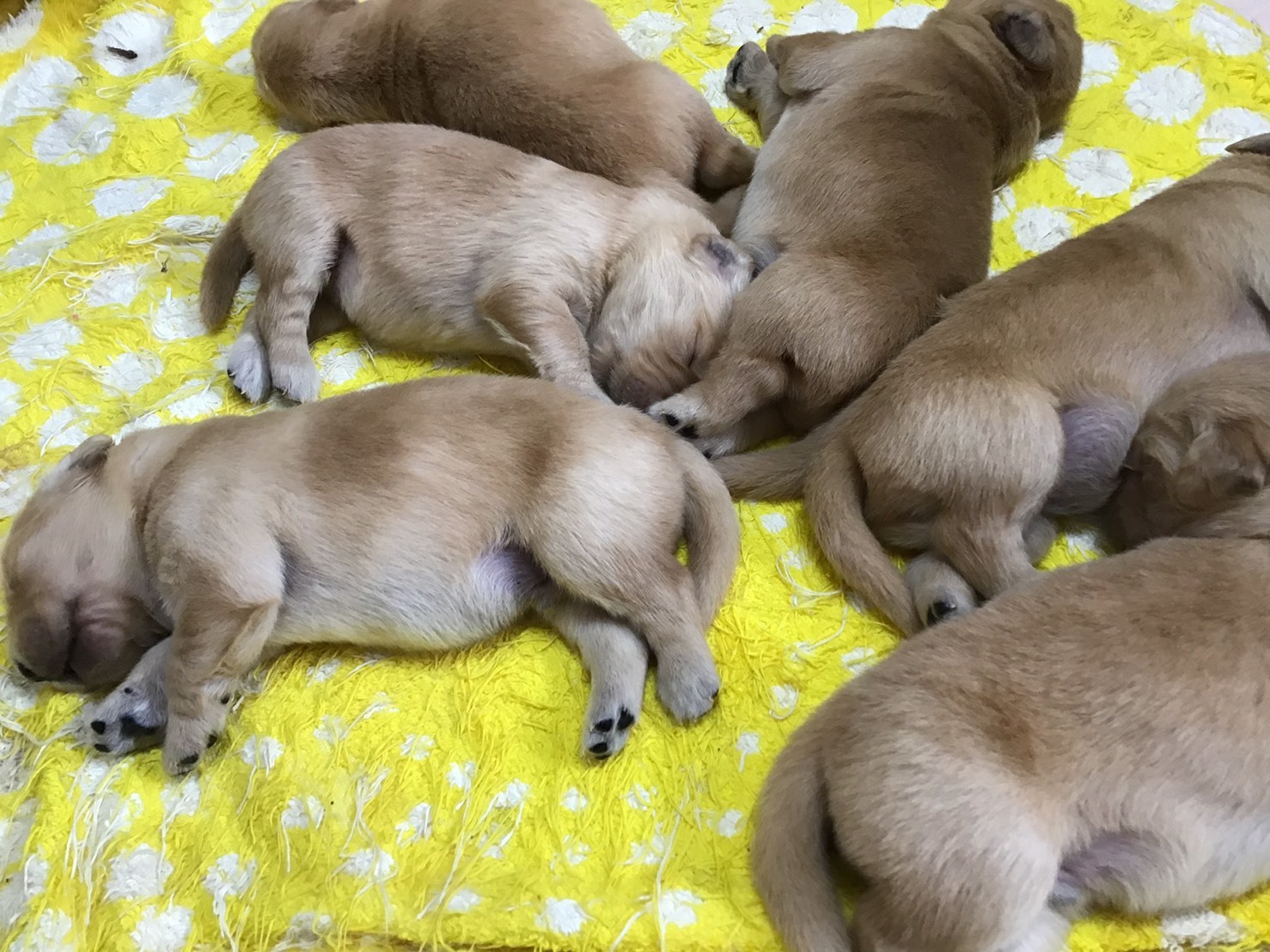 生後8日目_b0275998_17121137.jpeg