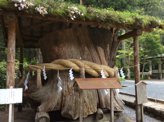 夏至の前の小國神社！ 2019・6月_f0247600_21054086.jpg