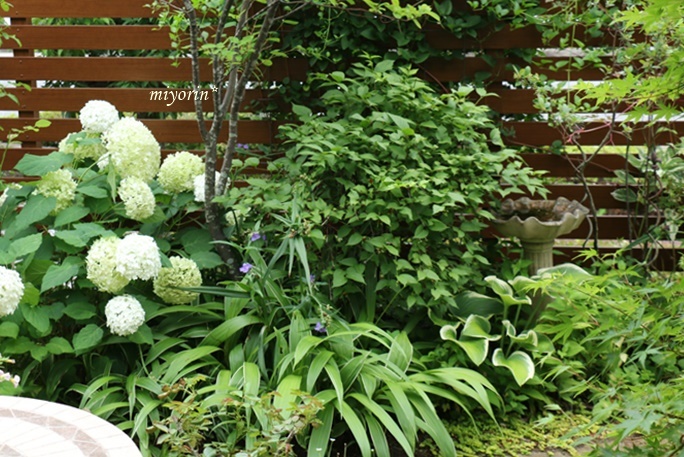 涼を呼ぶ蔓植物 ヤマホロシ 風船カズラ Miyorinの秘密のお庭