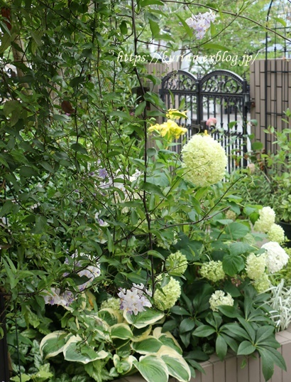 涼を呼ぶ蔓植物 ヤマホロシ 風船カズラ Miyorinの秘密のお庭