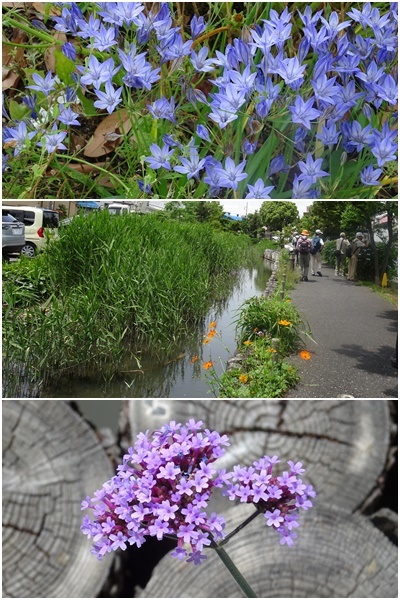 江戸川区　葛西から船堀をウォーキング_c0051105_22215751.jpg