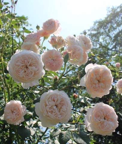 ボタンアイのバラ ジオルブライトンランブラー ペコリの庭