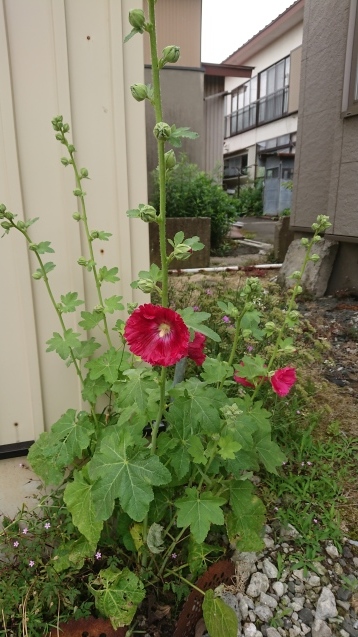 b0035611_20014534.jpg