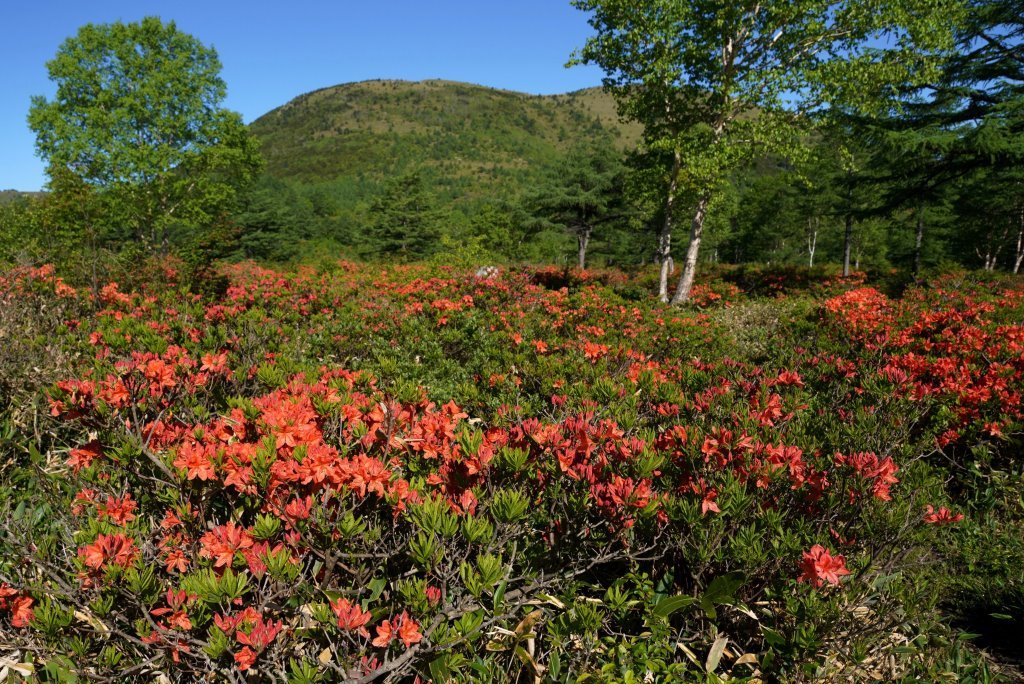 2019/6/25 『湯ノ丸山～烏帽子岳』鮮やかなレンゲツツジと大展望_a0340812_19324975.jpg