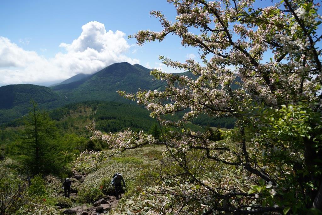 2019/6/25 『湯ノ丸山～烏帽子岳』鮮やかなレンゲツツジと大展望_a0340812_19330002.jpg