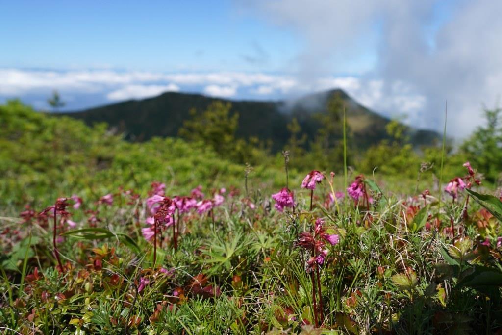 2019/6/25 『湯ノ丸山～烏帽子岳』鮮やかなレンゲツツジと大展望_a0340812_19340029.jpg