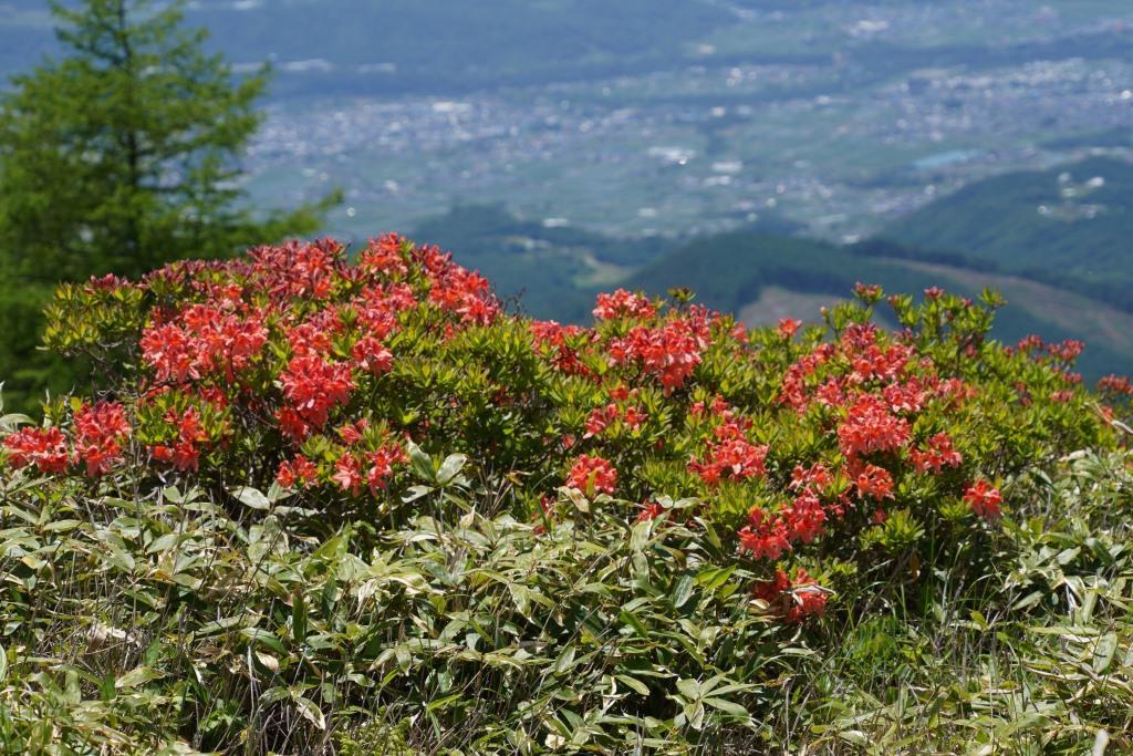 2019/6/25 『湯ノ丸山～烏帽子岳』鮮やかなレンゲツツジと大展望_a0340812_19344987.jpg