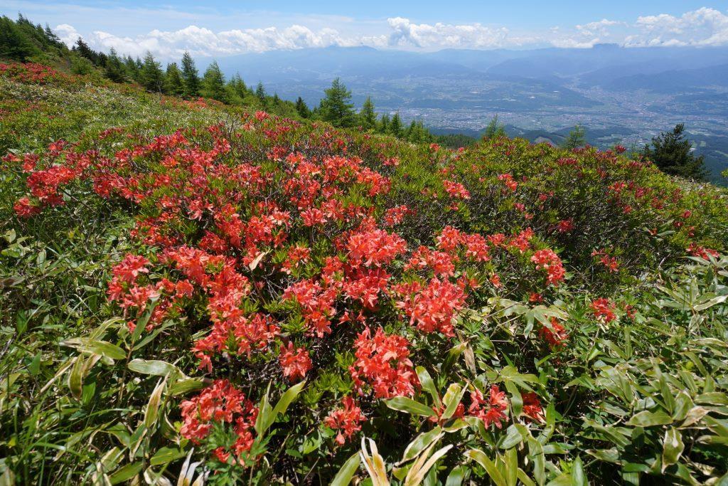 2019/6/25 『湯ノ丸山～烏帽子岳』鮮やかなレンゲツツジと大展望_a0340812_19345338.jpg