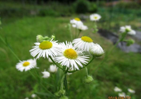 夏花が菜園で咲いた_e0048413_17551327.jpg