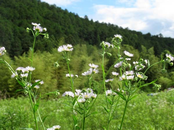 夏花が菜園で咲いた_e0048413_17551743.jpg