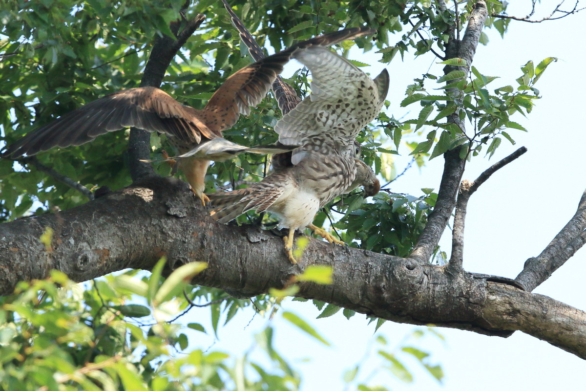 チョウゲンボウ 巣立ち後⑤ 知恵も発達_f0369315_11135422.jpg