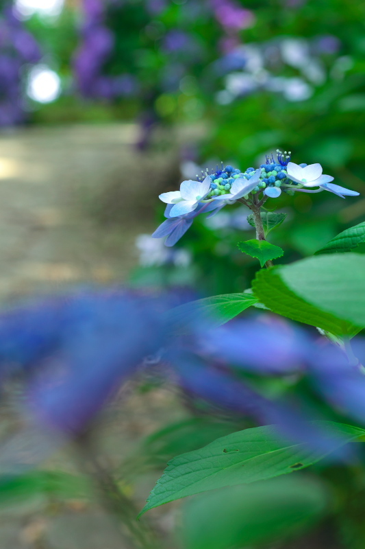 e0362418_11352030.jpg