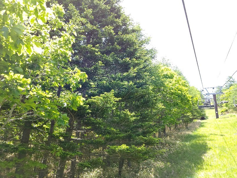 サンメドウズ清里  【2019夏 山梨&長野8】_e0305834_12173357.jpg