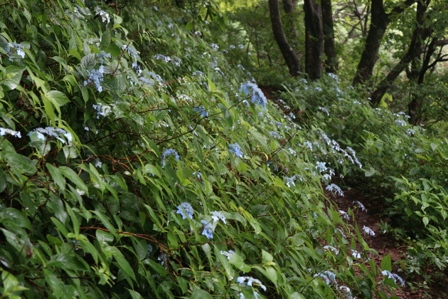 e0272335_5272154.jpg
