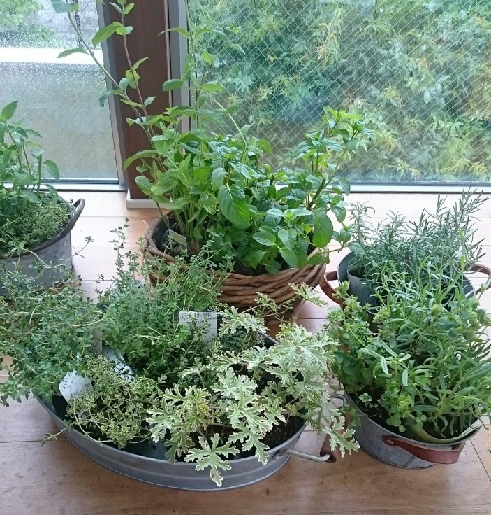 6月の植え替え ハーブクラフト ハーブティー Suichion 6月の植え替え ハーブクラフト ハーブティー Suichion