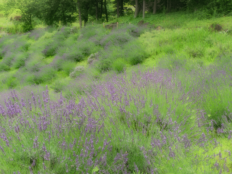 d0290240_11011988.gif