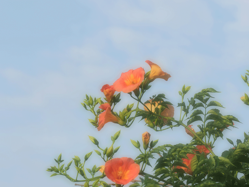 d0290240_13371292.gif