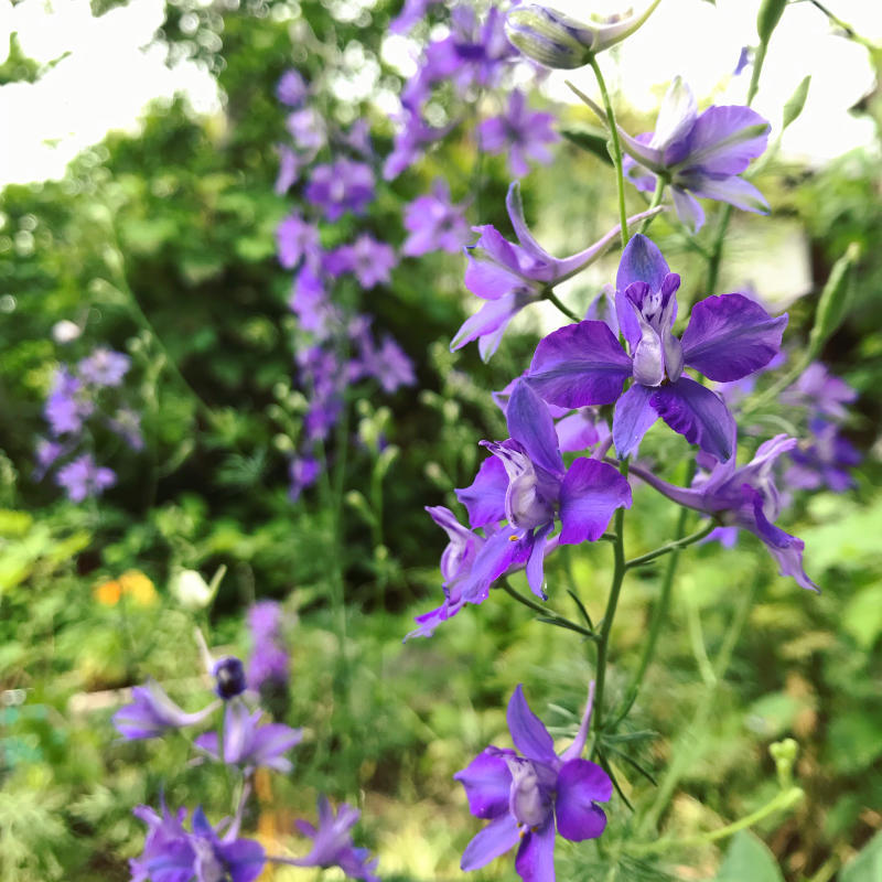 6月の母の部屋と庭と_f0169147_14494286.jpg