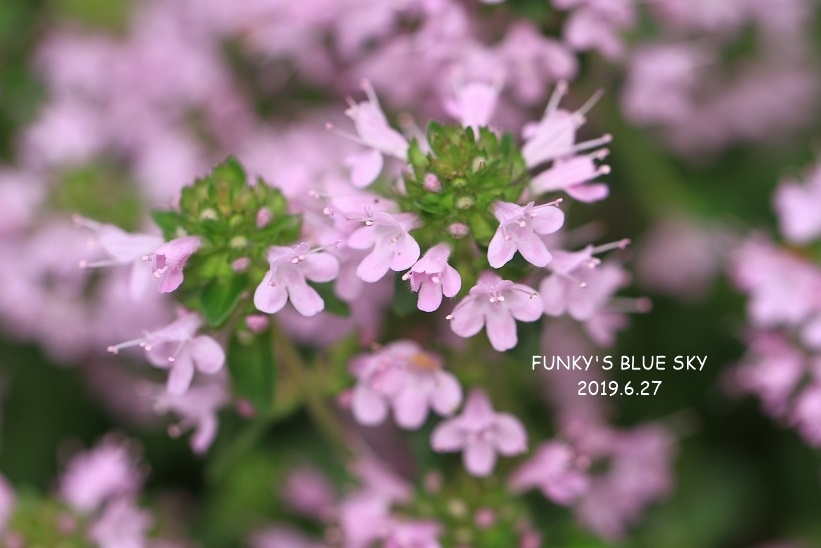 タイム ローマンカモミール Funky S Blue Sky