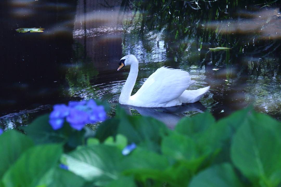 悲しき白鳥_e0403850_23381305.jpg