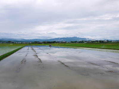 砂田のこだわりれんげ米 田植えの様子(2019)後編 野中兄弟だけの初めての田植え無事終了!_a0254656_17031783.jpg
