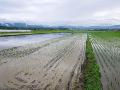 砂田のこだわりれんげ米 田植えの様子(2019)後編 野中兄弟だけの初めての田植え無事終了!_a0254656_17134061.jpg