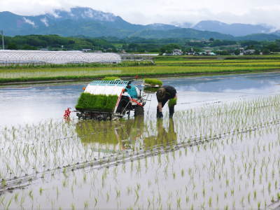 砂田のこだわりれんげ米 田植えの様子(2019)後編 野中兄弟だけの初めての田植え無事終了!_a0254656_17281637.jpg