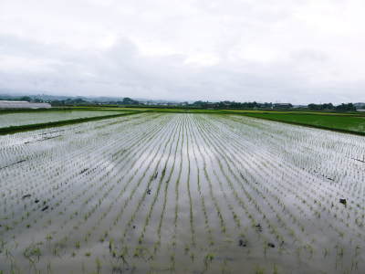 砂田のこだわりれんげ米 田植えの様子(2019)後編 野中兄弟だけの初めての田植え無事終了!_a0254656_17434893.jpg