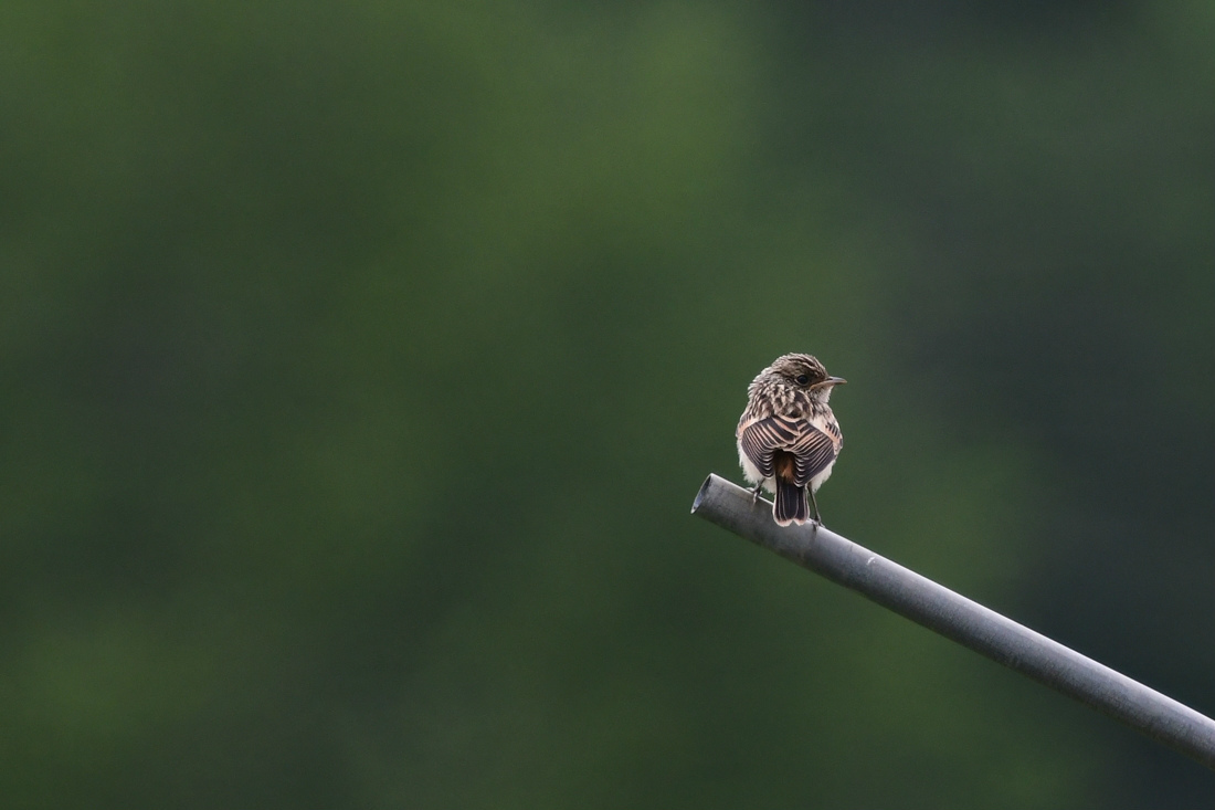 ノビタキ幼鳥_f0053272_22583067.jpg
