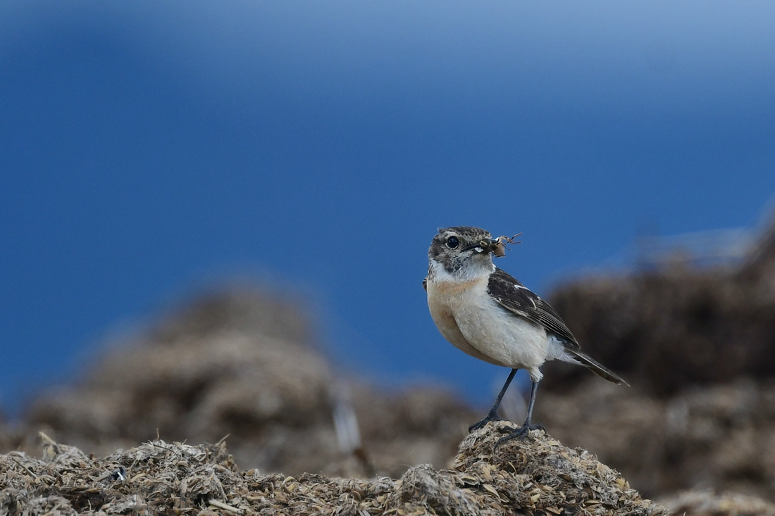 ノビタキ幼鳥_f0053272_23032766.jpg