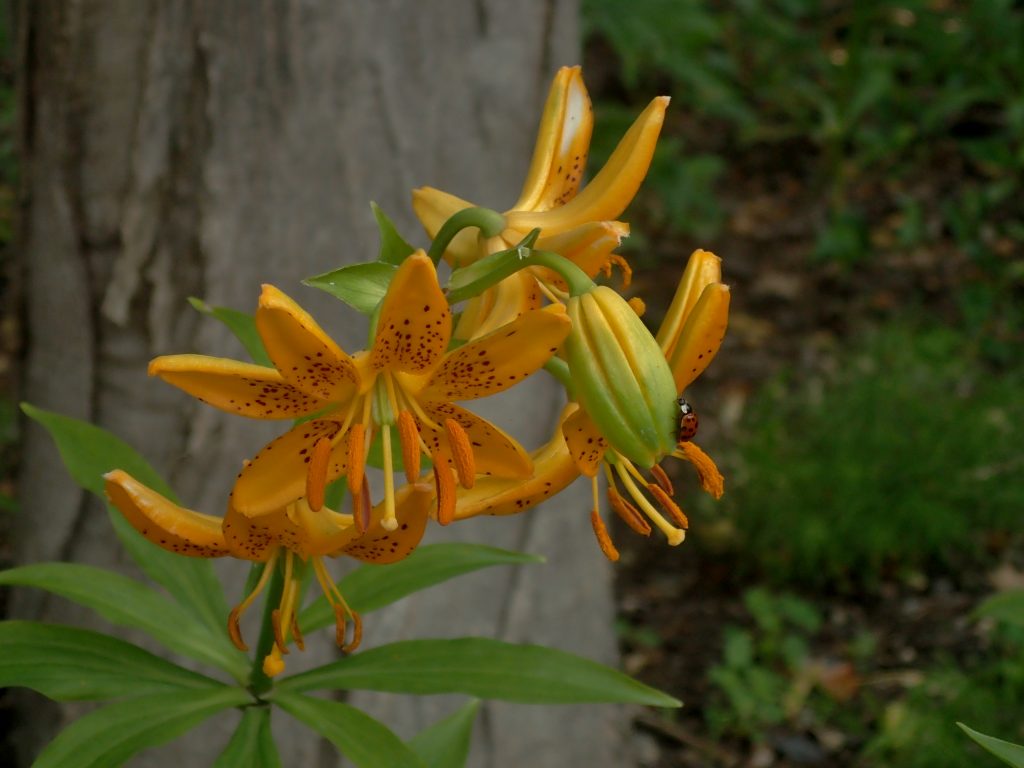 百合が原公園漫写　　０６２７_c0183777_13532314.jpg