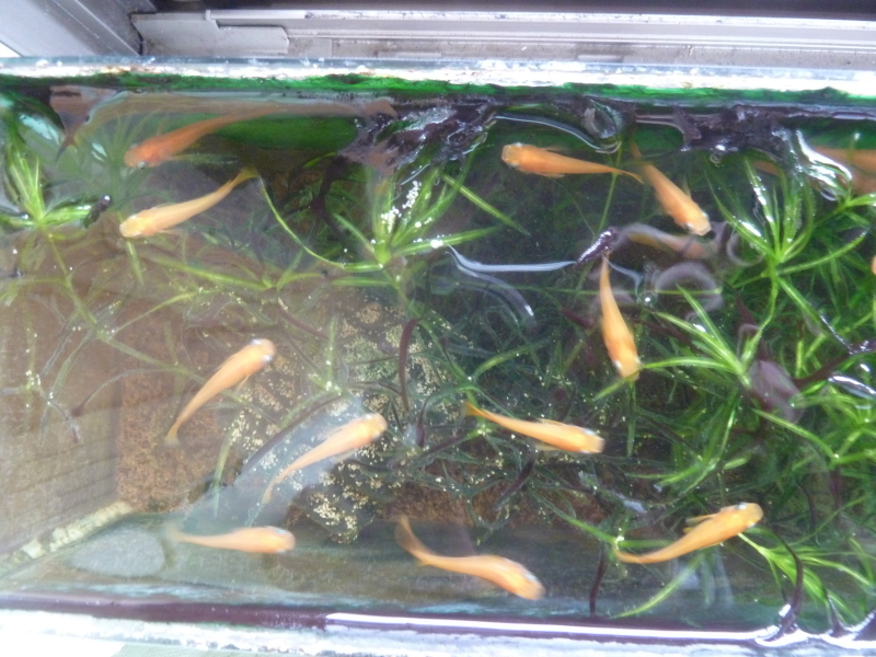 メダカ 平野部屋
