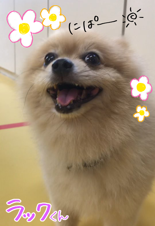 みんなかーわいい(*ノωノ)_f0357682_15390490.jpg