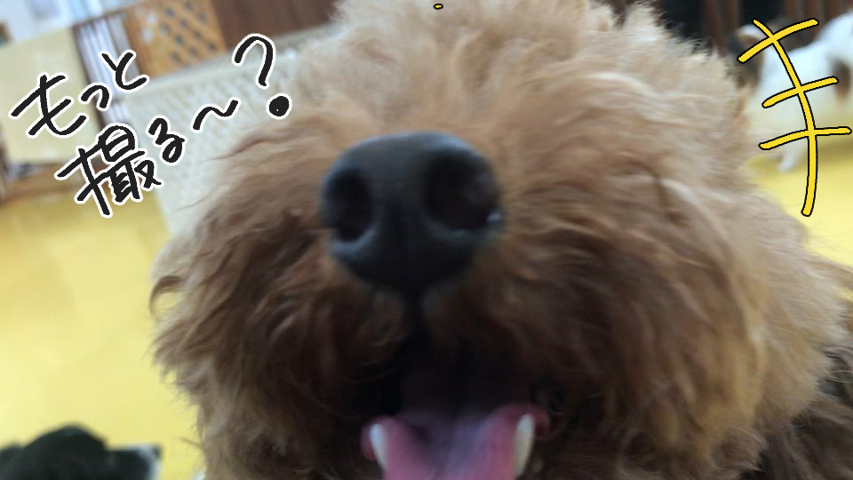 みんなかーわいい(*ノωノ)_f0357682_15391751.jpg