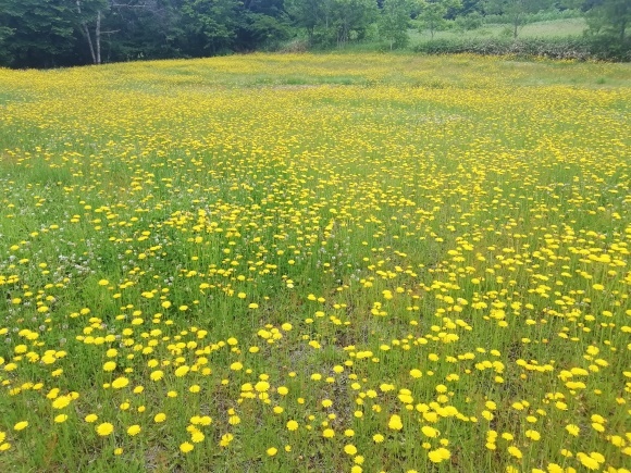 c0212083_14593567.jpg
