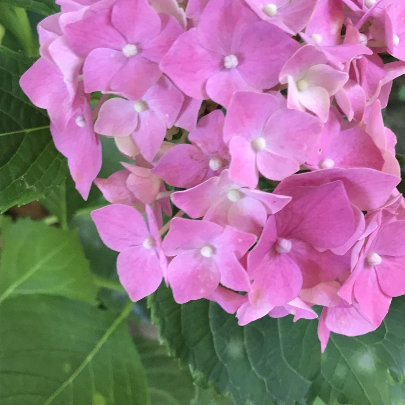 真っ赤な紫陽花 年々青みがかって 編 ドライフラワーギャラリー ふくことカフェ