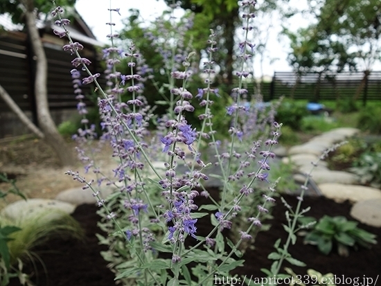 梅雨の庭しごと 庭に咲いた宿根草の花_c0293787_21471426.jpg