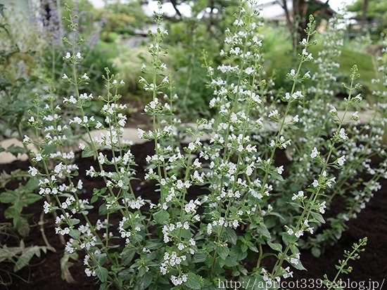 梅雨の庭しごと 庭に咲いた宿根草の花_c0293787_21485761.jpg