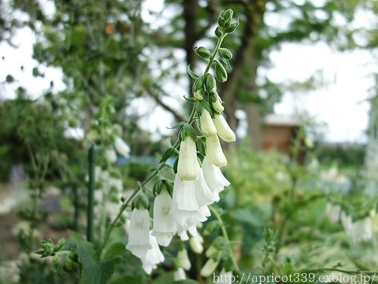 梅雨の庭しごと 庭に咲いた宿根草の花_c0293787_21501876.jpg