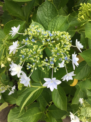 お花の鎌倉〜鎌倉の大巧寺_e0152493_15165256.jpg