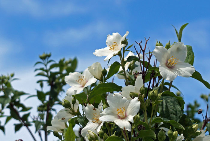 いろんな花 カメラと散歩 2 いろんな花 カメラと散歩 2