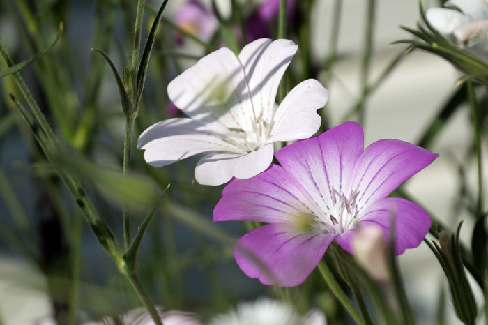 いろんな花 カメラと散歩 2 いろんな花 カメラと散歩 2