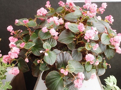 f0203094_14412421.jpg