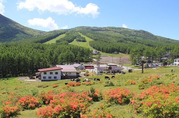 湯ノ丸山～烏帽子岳&仙ヶ滝のカモシカ_a0158702_20120427.jpg