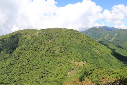 湯ノ丸山～烏帽子岳&仙ヶ滝のカモシカ_a0158702_20160222.jpg