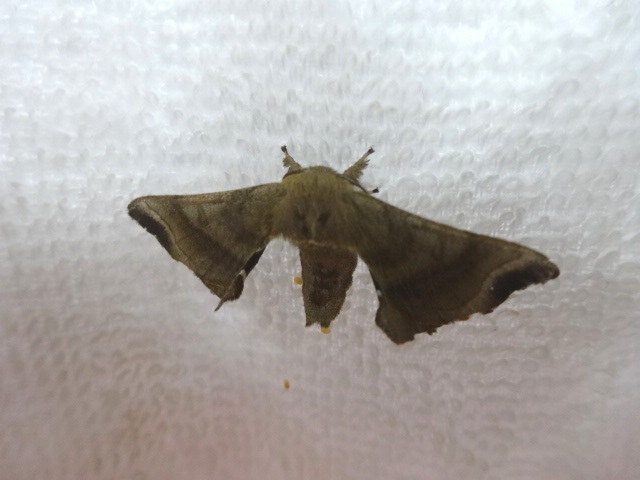 f0177529_19421942.jpg