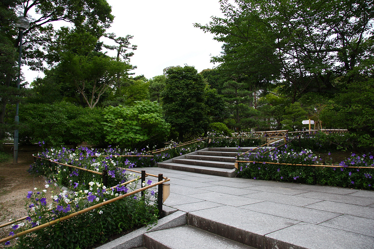 京都回顧 初夏の花咲くお寺－智積院の桔梗－ _b0169330_17464669.jpg